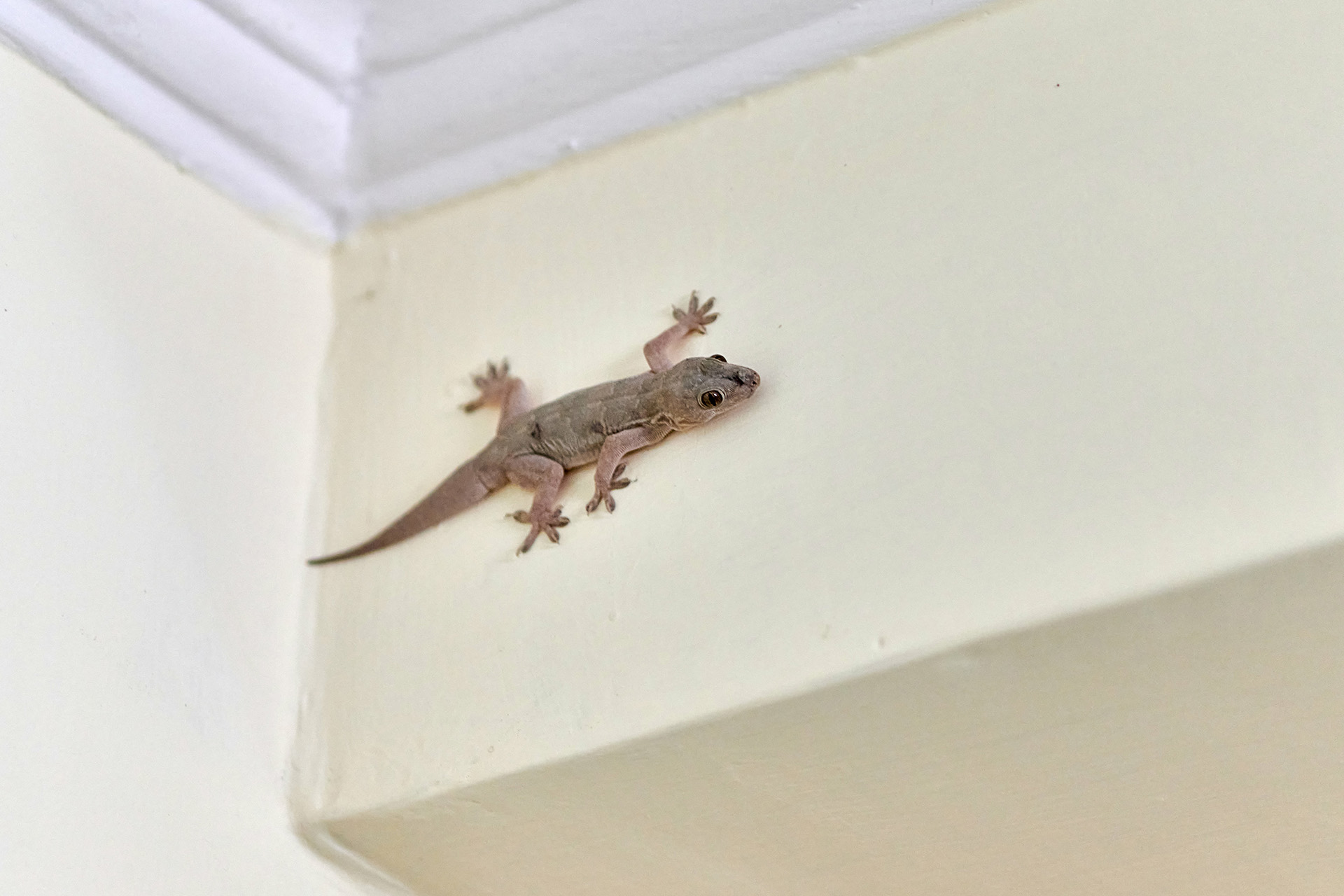 Wildlife Looking for Access to Your Exhaust System